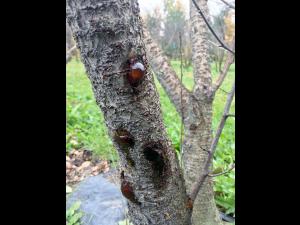 Cerise - Coulure bactérienne (Pseudomonas syringae pv. syringae)