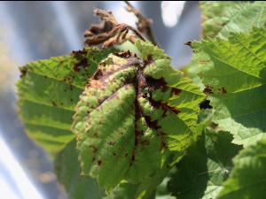 Noisetier - Brûlure bactérienne (Xanthomonas arboricola pv. corylina)