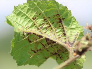 Noisetier - Brûlure bactérienne (Xanthomonas arboricola pv. corylina)