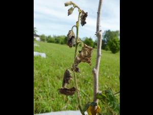 Noisetier - Brûlure bactérienne (Xanthomonas arboricola pv. corylina)