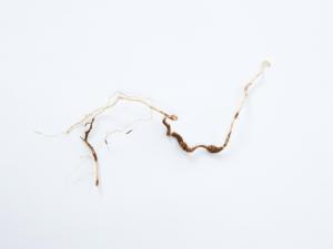 Tomate - Nématode cécidogène du nord (Meloidogyne hapla)