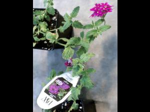 Verveines - Virus de la tache nécrotique de l'impatiente (INSV)