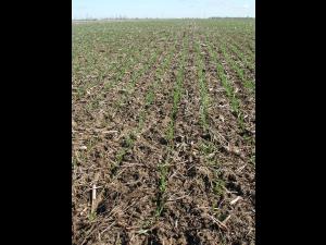 Blé - Lit de semence inadéquat_1