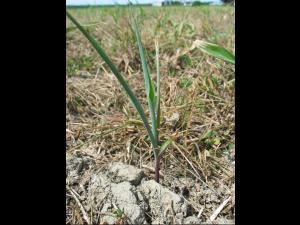 Maïs grain et fourrager - Sol compact