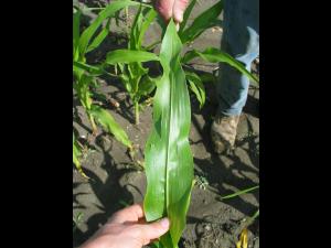 Maïs grain et fourrager - Grêle