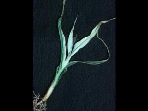 Maïs grain et fourrager - Carence en zinc