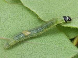 Tordeuse à bandes obliques (Choristoneura rosaceana)_1