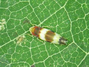 Cicadelle de la vigne (Erythroneura vitis)_2