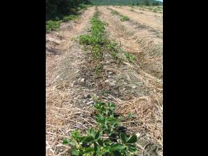 Fraise - Charançon noir de la vigne (Otiorhynchus sulcatus)_1