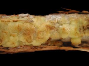 Framboise - Tumeur du collet (Agrobacterium tumefaciens)