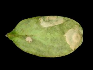 Concombre - Tache bactérienne (Xanthomonas campestris pv. cucurbitae)