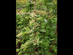 Framboise - glyphosate (9)_9