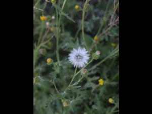 Seneçon visqueux (Senecio viscosus)_22