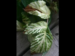 Framboise - terbacil (5)_3