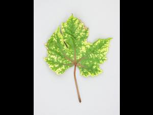 Vigne (raisin) - glyphosate (9)_3