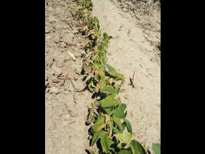 Soya - glyphosate (9)_8