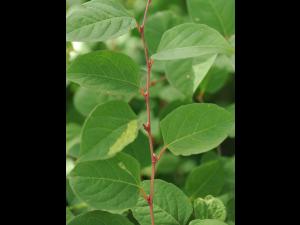 Renouée Japon (Reynoutria japonica)_24