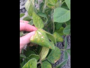 Soya - chlorimuron-éthyle (2)_1