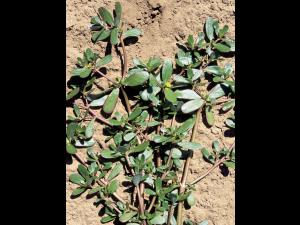 Pourpier potager (Portulaca oleracea)_2