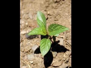 Ricinelle rhomboide (Acalypha rhomboidea)_5