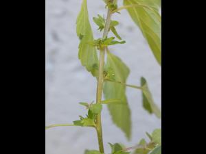 Ricinelle rhomboide (Acalypha rhomboidea)_12