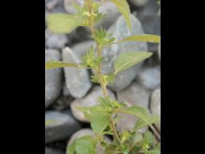 Ricinelle rhomboide (Acalypha rhomboidea)_13