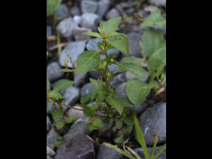 Ricinelle rhomboide (Acalypha rhomboidea)_21