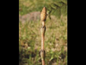 Prêle champs (Equisetum arvense)_3
