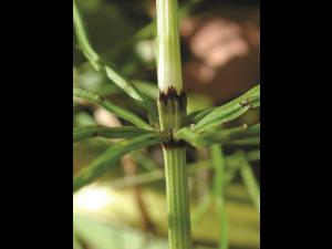 Prêle champs (Equisetum arvense)_10