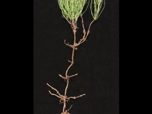 Prêle champs (Equisetum arvense)_16