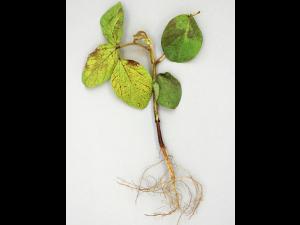 Soya - chlorimuron-éthyle (2)_1