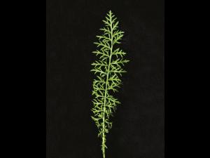 Achillée millefeuille(Achillea millefolium)_7