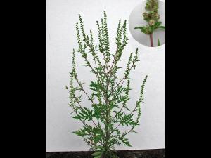 Petite herbe à poux (Ambrosia artemisiifolia)_7