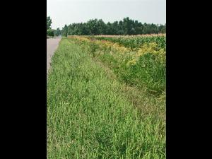 Petite herbe à poux (Ambrosia artemisiifolia)_11