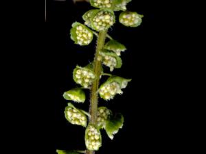 Petite herbe à poux (Ambrosia artemisiifolia)_12