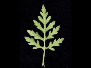 Petite herbe à poux (Ambrosia artemisiifolia)_15