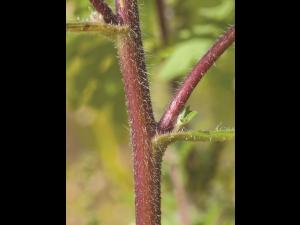 Petite herbe à poux (Ambrosia artemisiifolia)_16