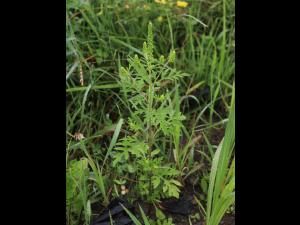Petite herbe à poux (Ambrosia artemisiifolia)_36