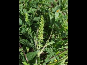 Petite herbe à poux (Ambrosia artemisiifolia)_37