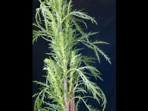 Armoise bisannuelle(Artemisia biennis)_1