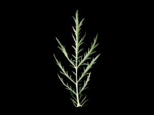 Armoise bisannuelle(Artemisia biennis)_10