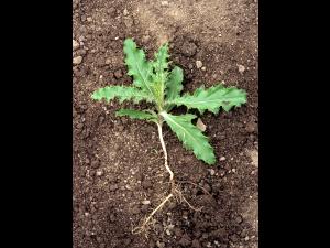 Chardon champs(Cirsium arvense)_1