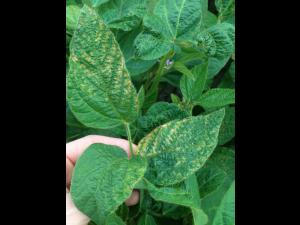 Soya - fomésafène (14)_7