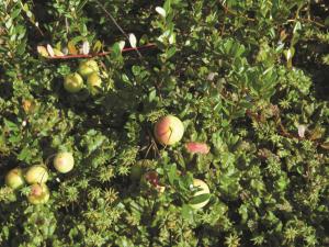 Hépatique fontaines (Marchantia polymorpha)_6