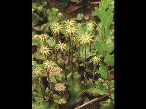 Hépatique fontaines (Marchantia polymorpha)_7