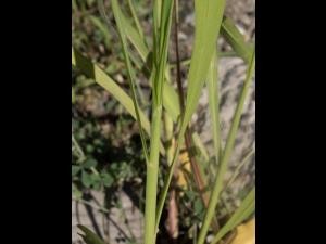 Sétaire géante (Setaria faber)_9