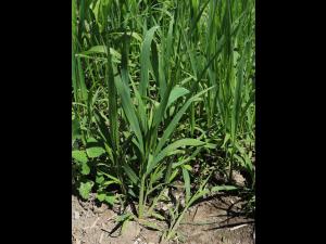 Sétaire géante (Setaria faber)_13