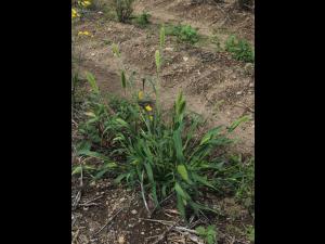 Sétaire géante (Setaria faber)_17