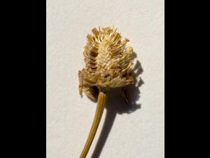 Camomille chiens(Anthemis cotula)_1