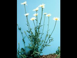 Marguerite blanche (Leucanthemum vulgare)_5